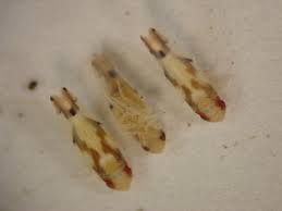 We revise this handbook every other year, and the current version was published in 2005. Landscape Pests Leafhopper Pacific Northwest Pest Management Handbooks