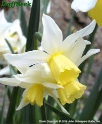 Daffodil Thalia Sun Bulb Flowers Narcissus Flower Narcissus