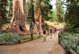 Free returns 100% satisfaction guarantee fast shipping Sequoia National Park Kings Canyon National Park Im Land Der Riesen