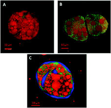 Check spelling or type a new query. The Role Of Plant Cell Wall Encapsulation And Porosity In Regulating Lipolysis During The Digestion Of Almond Seeds Food Function Rsc Publishing Doi 10 1039 C5fo00758e