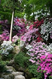 Saga Japan Azalea Flowers 5897 Beautiful Gardens Gorgeous Gardens Dream Garden