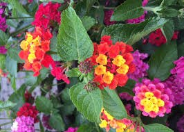 We did not find results for: Interest Heats Up In Tender Perennials Plant Something Oregon