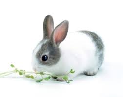 Before you head to the farmer's market for a basket of fresh, delicious berries, we have a bit more insight to share about strawberries for rabbits. Can Rabbits Eat Strawberries