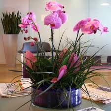 Prestigeflowers.co.uk has been visited by 10k+ users in the past month Indoor Flowering Plants Easiest Flowers To Grow Indoors Advices
