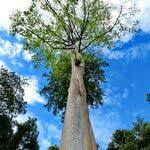 Image result for Antiaris