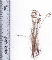 Image result for Isolepis costata