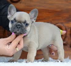 Red, fawn, sable, brindle, cream. What Is A Mini Frenchie The Ultimate Guide To Its Health Care And Diet French Bulldog Breed