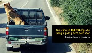 This is how i lift up my big dog. Please Don T Drive With Your Dog In The Back Of Your Truck Puppy Leaks