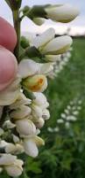 Image result for Indigofera lyallii