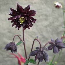 With its unique flower form and bold, rich colours, our barlow columbine mixture makes quite a scene. Black Barlow Columbine Aquilegia Vulgaris 25 Seeds