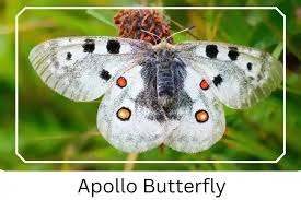 Image result for Parnassius apollo