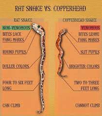 Pin By Debbie Kennedy On Garden Rat Snake Poisonous Snakes Deadly Animals
