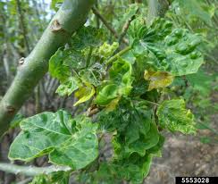 Its seeds provide oil for industrial use, and when grown as a biofuel, j however, j. Jatropha Mosaic Virus Begomovirus Jmv On Barbados Nut Jatropha Curcas 5553028