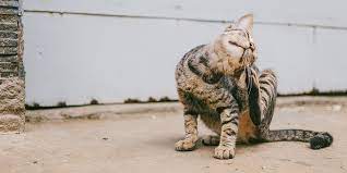 Yes, you should consult your vet immediately if possible or else within four to five days if the wound has not healed. Itchy Cat When It Is Not Fleas International Cat Care