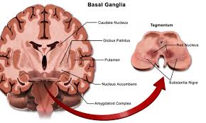 Image result for Cerebral Subcortex