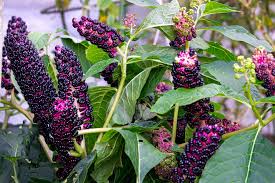 Image result for Phytolacca