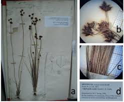 Image result for Bulbostylis scabricaulis