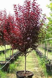 Emerging deep red in spring the serrate elliptic leaves turn krauter vesuvius plum. View Topic Gardeners Food Planters Harvesters Trees For Front Yard Front Yard Landscaping Design Purple Leaf Plum Tree