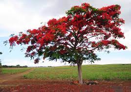 Delonix regia blooms in the spring or summer. Royal Poinciana Plant Care Growing Guide