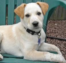 Australian Cattle Dog Lab Mix Puppy Cattle Dog Puppy Lab Mix Puppies Australian Cattle Dog Mix