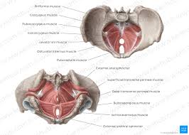 Muscles Of The Pelvic Floor Anatomy And Function Kenhub