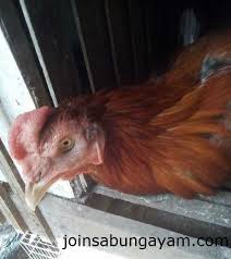 Sakit kuning yang menyerang ayam bangkok tergolong jenis penyakit akibat infeksi serangan sebuah firus hepatitis yang langsung menyerng pada bagian lever oragan ayam tersebut.selain kulit yang memiliki warna kuning,bisanya mata juga agak membengkak dan memiliki warna kuning juga. Cara Mengobati Penyakit Kuning Pada Ayam Dari Join Sabung Ayam