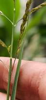 Image result for Eriochloa fatmensis