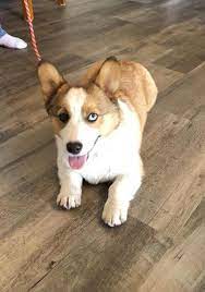 Check spelling or type a new query. Pembroke Welsh Corgi Puppy For Sale Adoption Rescue For Sale In Muscatine Iowa Classified Americanlisted Com