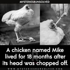 Mike The Headless Chicken Who Lived For 18 Months In 2020 True Interesting Facts Chicken Names 18 Months