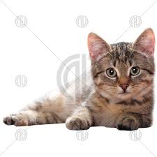 Kedi Fotografi Png Indir