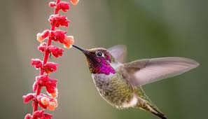 However, most of those species are accidental visitors and are very rarely seen here. California S Central Valley And The Colorado River Delta Are Epicenters For North America S Migratory Birds Smart News Smithsonian Magazine