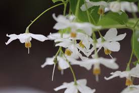 Image result for Embelia xylocarpa