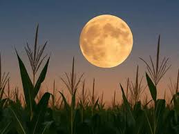 Corn Moon 2025: What is Corn Moon and Why is it Named? Here's September 7,  2025 visibility, timings and Blood Moon total lunar eclipse explained - The  Economic Times