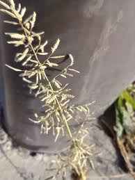 Image result for Eragrostis chapelieri