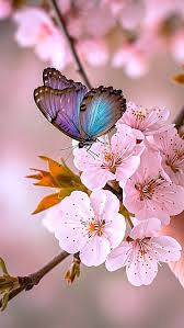 570 ideas de Mariposas en 2026 | mariposas, mariposas de colores, imagenes de mariposas
