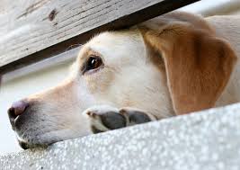 Rehome my dog, cat or other pet nokill network can help you responsibly rehome your pet. Owner Surrender