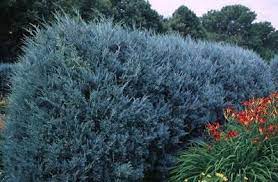 Maybe you would like to learn more about one of these? Wichita Blue Juniper Tree Fast Growing Trees Juniper Tree Evergreen Vines