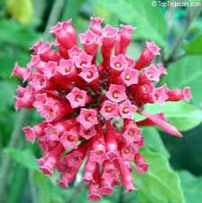 Image result for Cestrum elegans