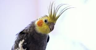Cockatiel Advice And First Aid 101 Cage Setups And Toy Safety