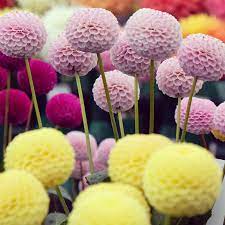 Dahlia Seeds Dahlia Variabilis Pompon Flower Seed Mix Flower Seeds Flowers Perennials Rose Seeds
