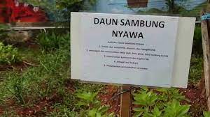 Head over to our ig nadi.nyawa and grab them quick! Pohon Sambung Nyawa Cholesterol Spinach Youtube
