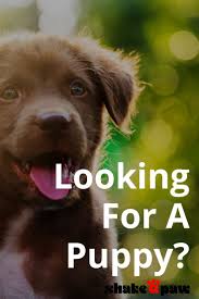 Labradoodles of long island is a home breeder, which means we don't use kennels or keep our dogs outside in a puppy shed. Check Out Our Puppies Visit One Of Our Locations In Hicksville Or Lynbrook Https Www Longislandpuppies Com Availab Puppies Puppies For Sale Ipswich Suffolk