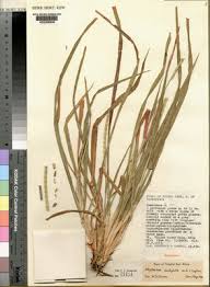 Image result for Rhytachne