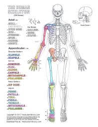 One is in color, and the other is in black and white. Human Skeleton Coloring Page Medical Art Library