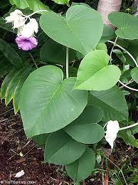 Image result for Argyreia nervosa