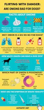 Can Dogs Eat Onions Infographic Food Infographic Can Dogs Eat Dog Food Recipes