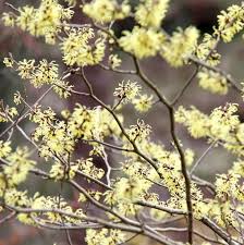 Image result for Hamamelis mollisi
