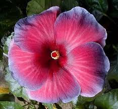 Pictures Of Flowers Tropical Hibiscus Mid Night Blue Hibiscus Flowers Hibiscus Hibiscus Flower Drawing