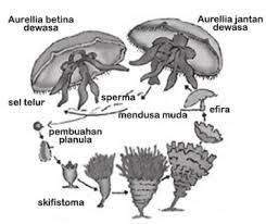 We did not find results for: Jelaskan Sikius Hidup Aurelia Aurita Konsep Pentingnya Usaha Tiga Dua Satu