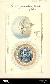 Image result for Elytrophorus globularis